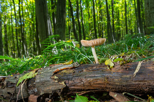 Exploring the forest floor where Amanita phalloides and Pluteus atricapillus thrive among fallen logs and lush greenery
