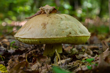 Unique view of Amanita phalloides and Gyroporus cyanescens amidst vibrant forest foliage during a sunny autumn day