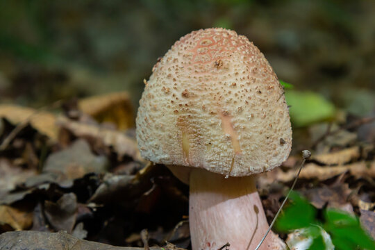 Rounded cap of Amanita rubescens emerging from forest floor surrounded by leaves and foliage in early autumn