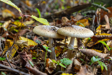 The Amanita pantherina, or the Panther Cap, a beautiful and iconic mushroom. A muted relative of the Amanita muscaria or fly agaric, its cap features a bold pattern