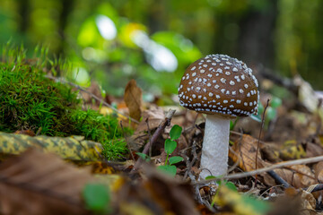 The Amanita pantherina, or the Panther Cap, a beautiful and iconic mushroom. A muted relative of the Amanita muscaria or fly agaric, its cap features a bold pattern