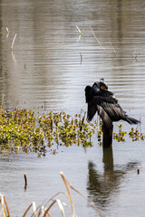 great cormorant on the lake shore