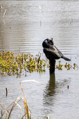 great cormorant on the lake shore