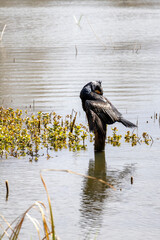 great cormorant on the lake shore