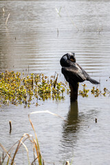 great cormorant on the lake shore