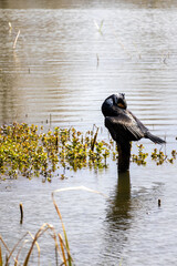 great cormorant on the lake shore