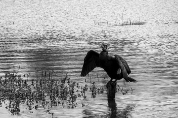 great cormorant on the lake shore