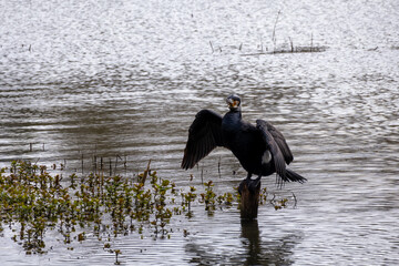 great cormorant on the lake shore