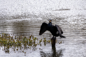 great cormorant on the lake shore