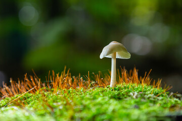 Beautiful mycena galericulata mushroom growing on moss under soft natural light in a lush green forest © Oleh Marchak