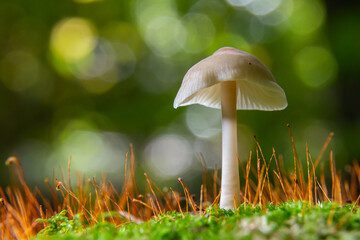 Brightly lit mycena galericulata mushroom standing alone amidst vibrant green moss and orange grass in a forest during early morning hours