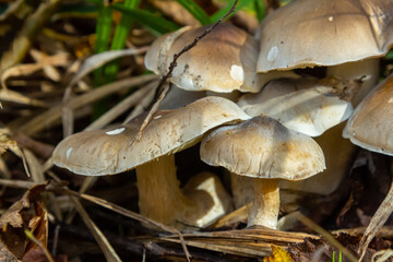 Mycena galericulata and Tricholoma species found in forest undergrowth during autumn season