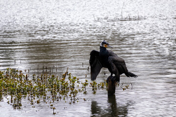 great cormorant on the lake shore