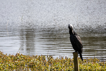 great cormorant on the lake shore