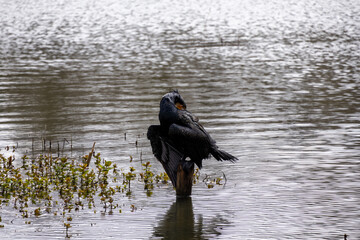 great cormorant on the lake shore