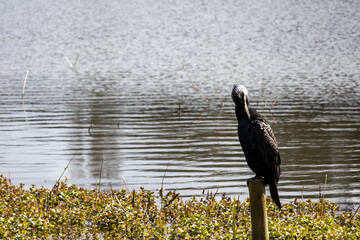 great cormorant on the lake shore