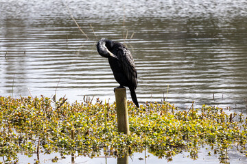 great cormorant on the lake shore