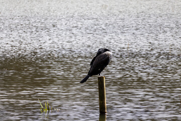 great cormorant on the lake shore
