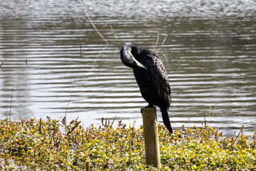 great cormorant on the lake shore