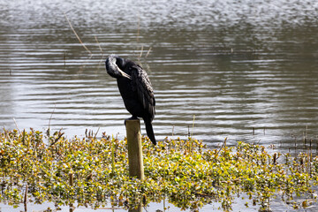 great cormorant on the lake shore