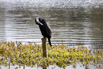 great cormorant on the lake shore