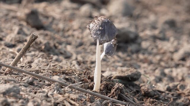young inky cap mushroom also known Coprinopsis lagopus or Coprinopsis cinerea