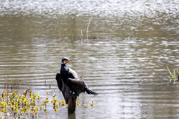 great cormorant on the lake shore