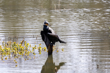 great cormorant on the lake shore