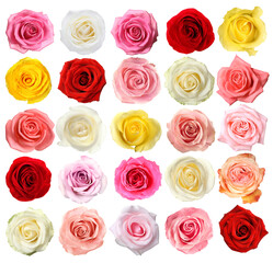 Collection of beautiful roses isolated on white