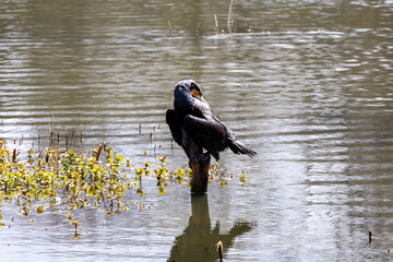 great cormorant on the lake shore