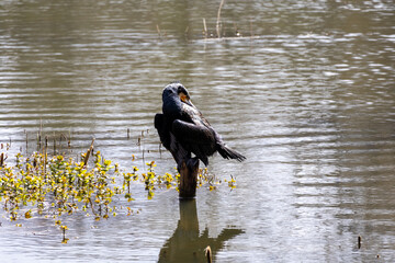 great cormorant on the lake shore