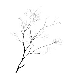 Fototapeta premium Serenity of Dry Branch Silhouetting Against Transparent Backdrop