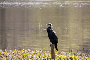 great cormorant on the lake shore