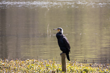great cormorant on the lake shore
