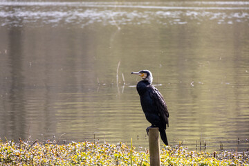 great cormorant on the lake shore