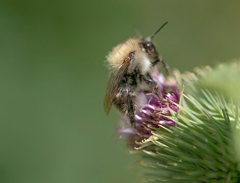 Ackerhummel auf Eseldiestel.