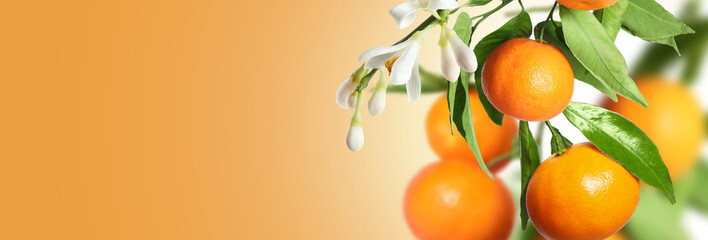 Ripe tangerines on branches with leaves and flowers against orange background, space for text....