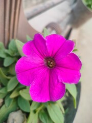 pink flower in the garden