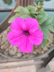 pink flower in the garden