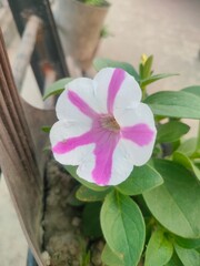 pink flower in the garden