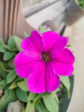 pink flower in the garden