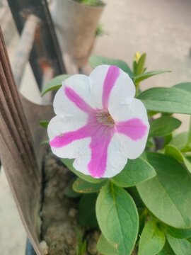 pink flower in the garden