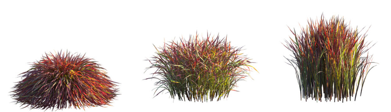 Set of Imperata cylindrica Rubra (Japanese Blood Grass) isolated frontal png on a transparent background perfectly cutout	