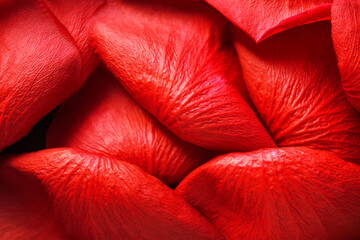 Back side of red rose petals