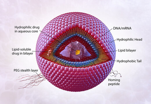 PEG-ylated lipid nanoparticle for targeted drug delivery. Liposome cross-section with hydrophilic core, lipid bilayer, nucleic acids, lipid-soluble compounds, PEG stealth coating, homing peptides