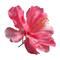 Beautiful Pink Flower Isolated on White Background for Floral Design Projects