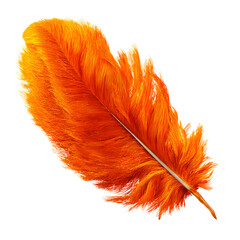 Vibrant Orange Feather Illustration for Creative Designs