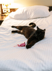 black cat lying relaxed on a bed with a white blanket in a cozy apartment in the evening, with a toy mouse next to the pet