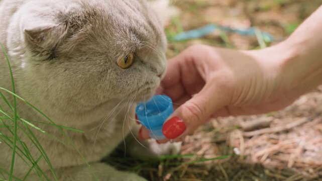 Caucasian Behaviorist Offering Treat Container To Curious Grey Cat, Investigative Sniffing And Gentle Hand Movements, Cat In Shaded Grass Showing Bright Amber Eyes, Behavioral Observation Moment