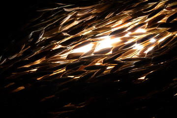 A close-up of rice ears backlit. Details of rice ears backlit.	